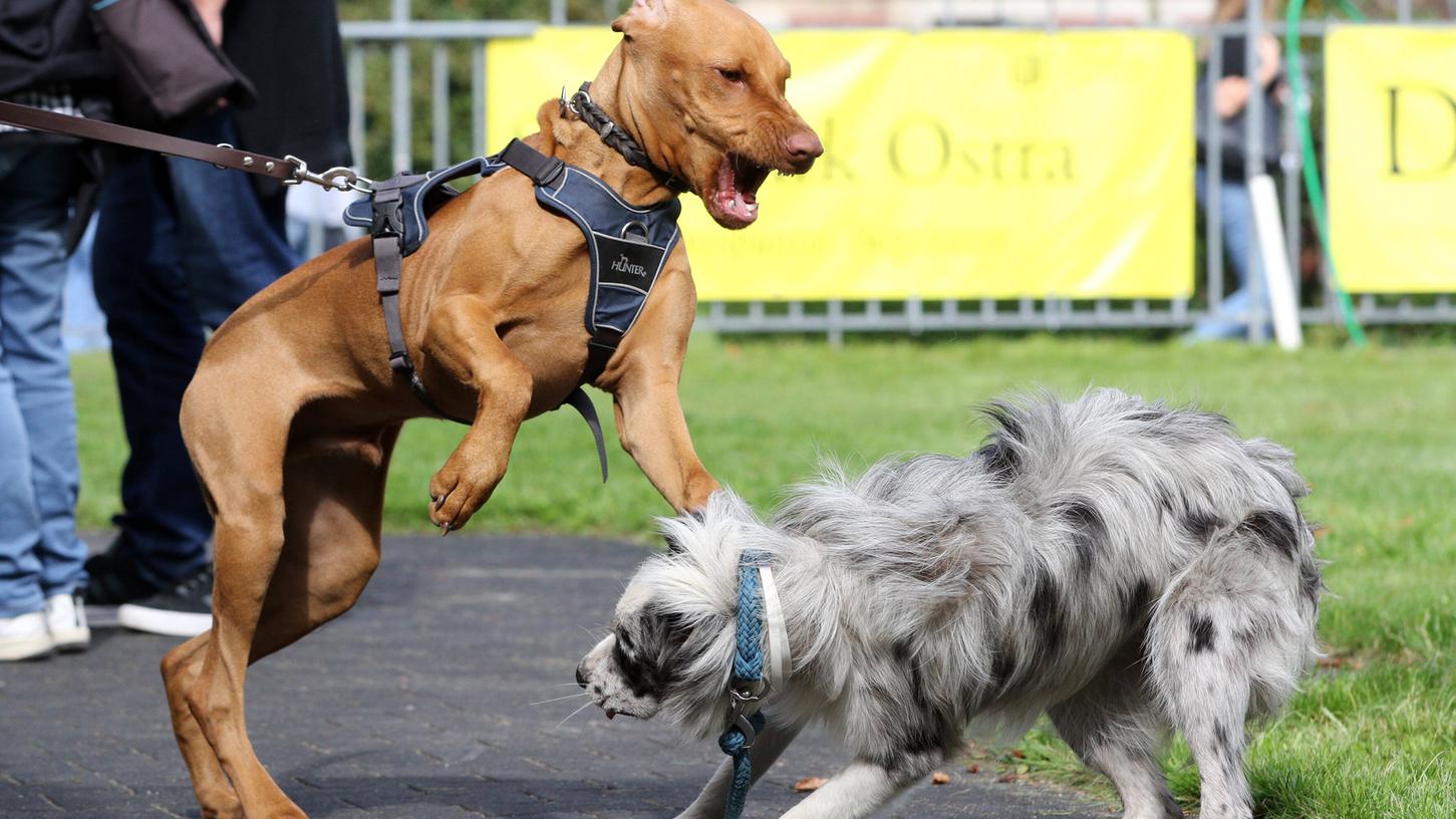 Hunde, die an der Leine andere Vierbeiner anbellen, sind meist unsicher.