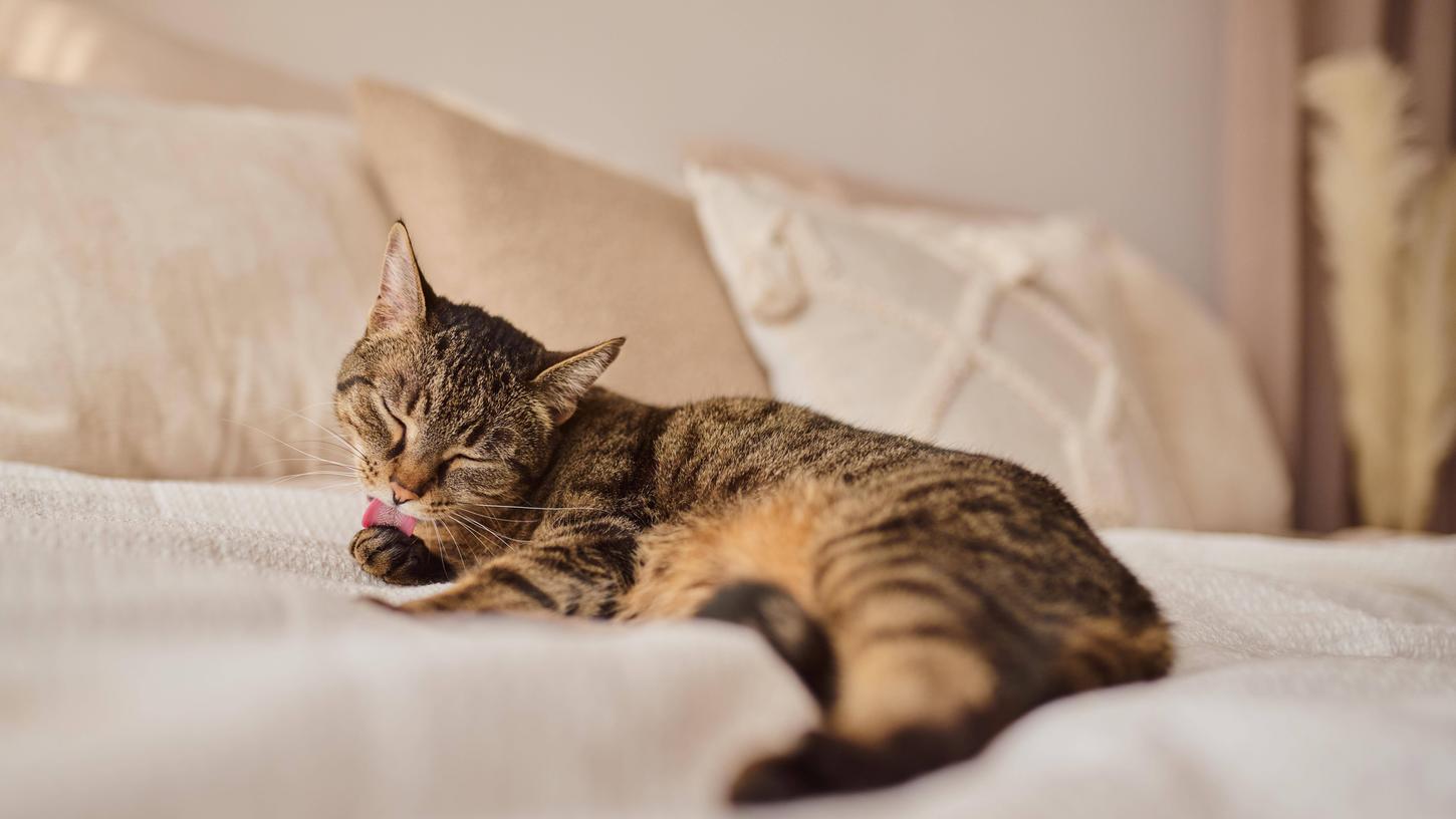 Die Redensart der Katzenwäsche stammt ursprünglich von den wasserscheuen Katzen. Die Redensart der Katzenwäsche stammt ursprünglich von den wasserscheuen Katzen.