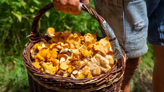 80-Jähriger sammelt zu viele Pilze - Jetzt erwartet ihn ein Bußgeld
