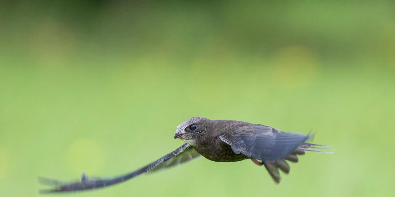 LBV Erlangen nimmt mit einer Ausstellung die Gebäudebrüter in den Blick