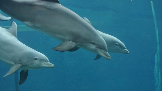 So lieben sich Zoobewohner: Delfine sind die größten Hedonisten