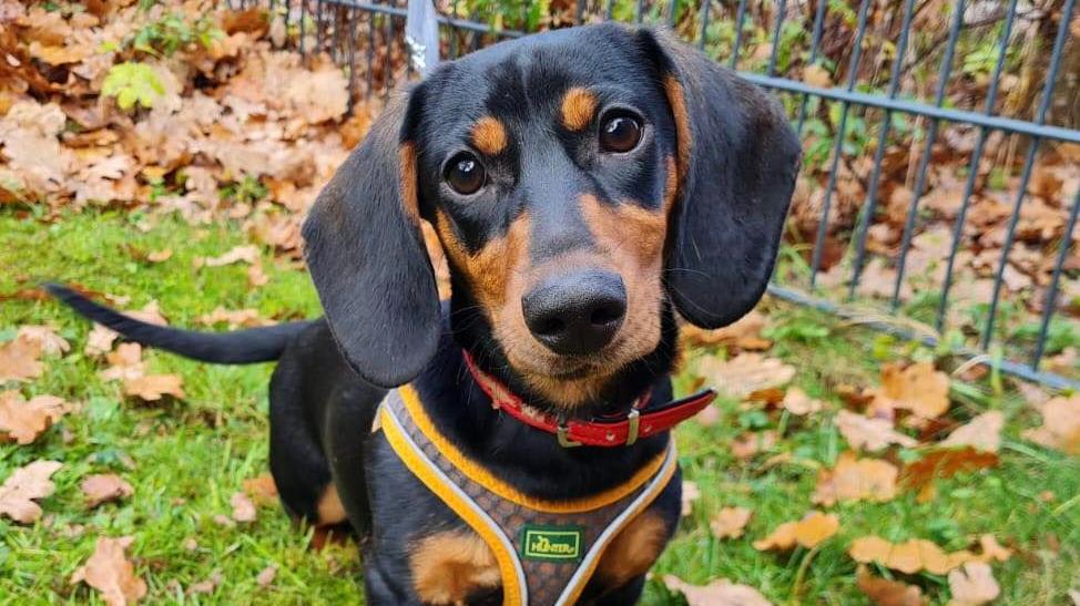 Dackel-Dame Sara sucht dringend ein neues Zuhause. Im Moment lebt sie im Tierheim Nürnberg. Dackel-Dame Sara sucht dringend ein neues Zuhause. Im Moment lebt sie im Tierheim Nürnberg.