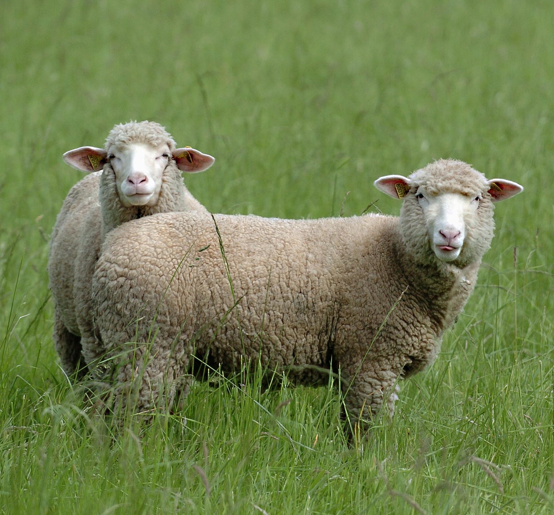 Freiheitsdrang kostet Schaf das Leben Nordbayern