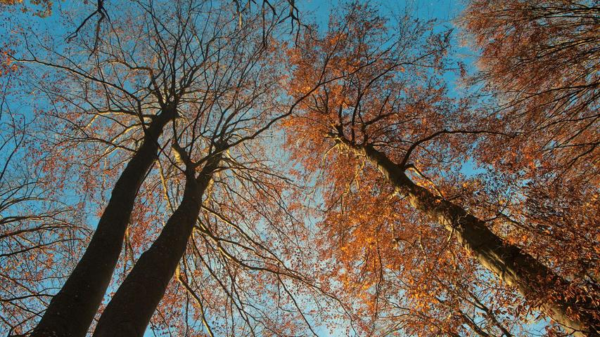 Die letzten Herbstblätter verlassen langsam die Bäume. Mehr Leserfotos und Leserbriefe finden Sie hier.