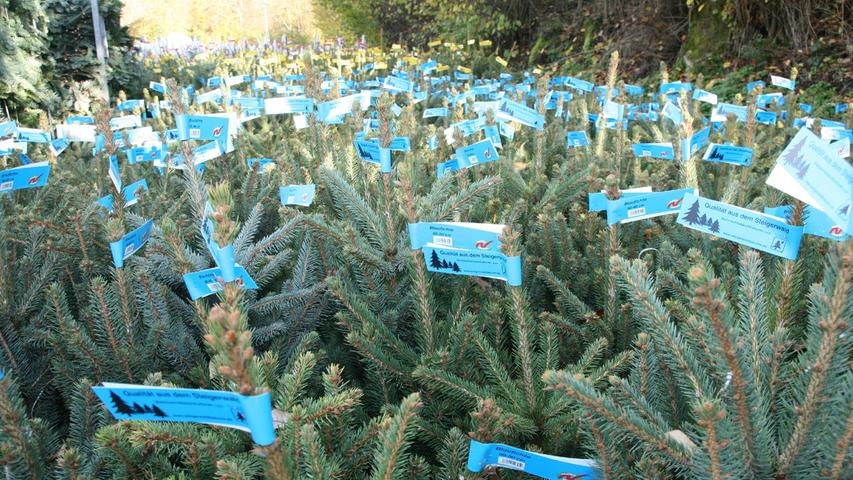 Binsenweisheit: Die Deckenhöhe in Stadtwohnungen ist oft nicht niedrig. 40 Prozent der in Oberalbach produzierten Weihnachtsbäume haben eine Größe von unter 1,50 Meter.
