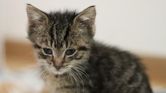 Tierheim Hersbruck stößt Petition zur Kastrationspflicht von Katzen an