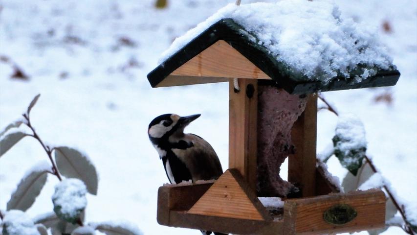 Die dagebliebenen Vögelchen haben es sehr schwer unter der Schneedecke genügend Futter zu finden. Ein kleines Vogelhäuschen im Garten oder auf dem Balkon hilft und ist zudem schön anzuschauen.
