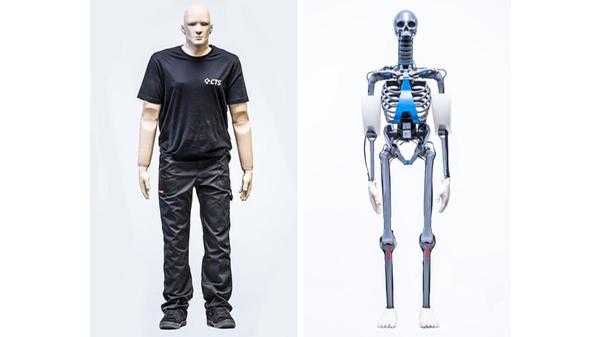 Crashtest-Dummy Biofidel