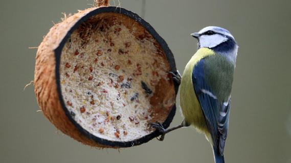 Vögel im Garten füttern: So machen Sie es richtig