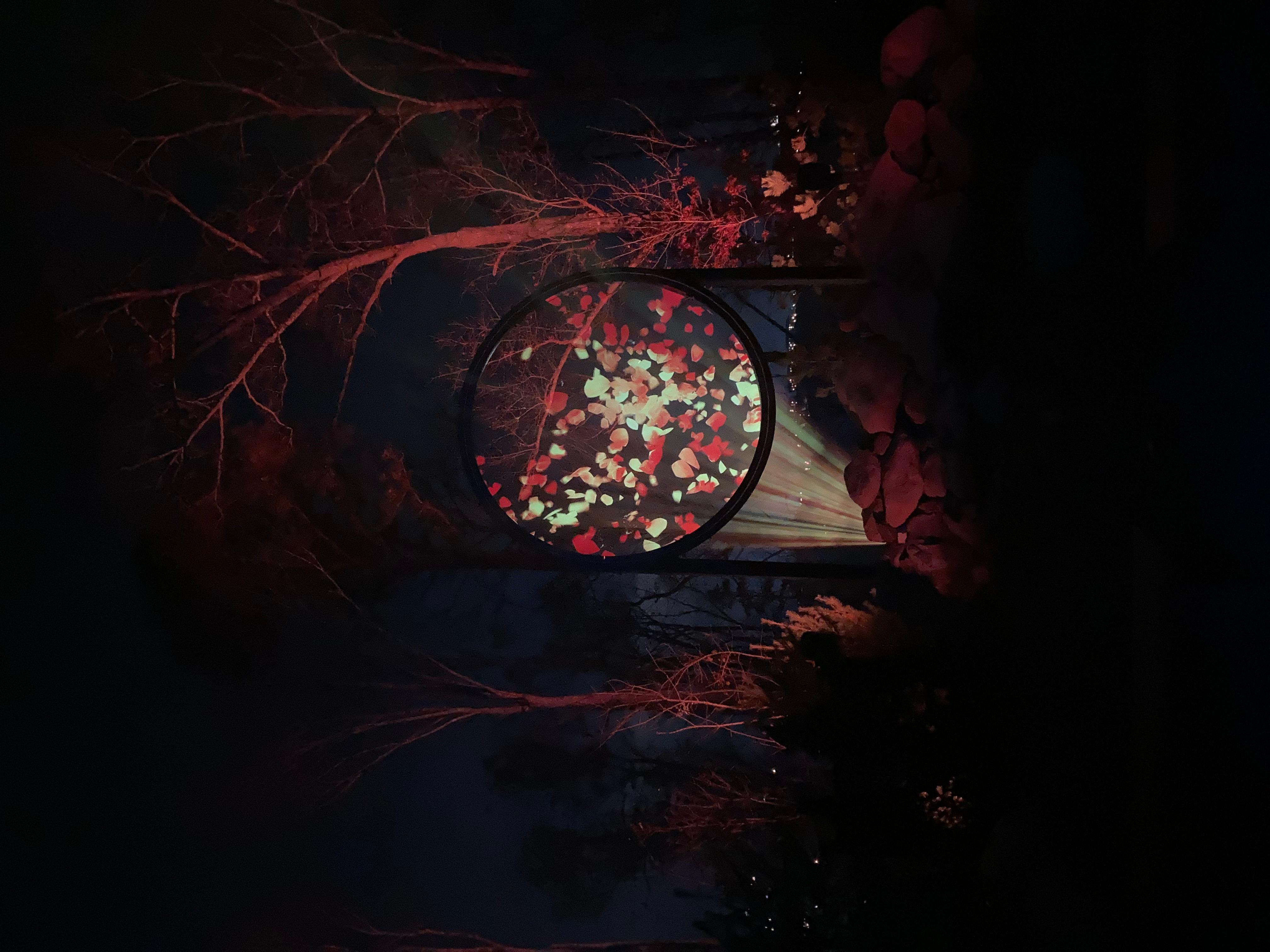 Das Wort Lichtshow kann nur annähernd beschreiben, was einen in Astra Lumina erwartet: Die Besucherinnen und Besucher beschreiten einen Bergweg voller Lichtinstallationen, bei denen sie sich in einen Märchenwald versetzt fühlen. So geht Licht! Astra Lumina ist Teil des Themenparks Anakeesta, der ebenfalls von Gatlinburg aus per Sessellift erreichbar ist. Die spannende Reisereportage zu dieser Bildergalerie lesen Sie hier in unserem Premium-Portal nn.de