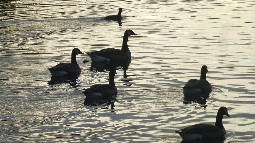 Schöner Herbstabend: Enten auf dem Main-Donau-Kanal bei Forchheim schwimmen in den Sonnenuntergang. Mehr Leserfotos und Leserbriefe finden Sie hier.