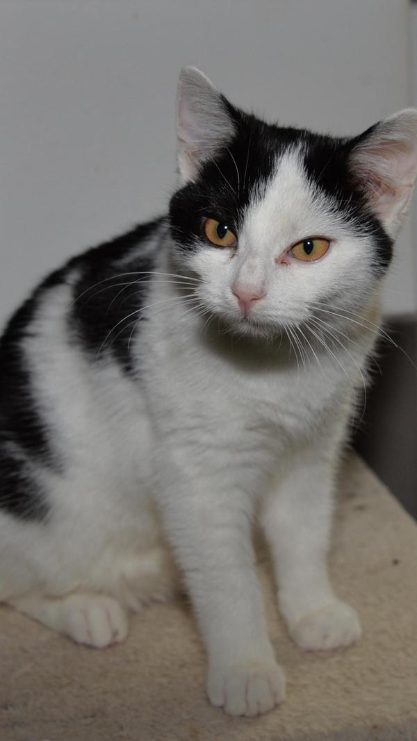 Auch die schwarz-weiße Katze „Leni“, die etwa Anfang Juni 2022 geboren wurde, möchte nach entsprechender Eingewöhnung wieder Freigang haben, denn „Leni“ ist ein richtiges Temperamentsbündelchen, welches sowohl körperlich als auch geistig gut ausgelastet werden muss. Sie ist sehr spielfreudig und quirlig und benötigt einen Spielgefährten, am besten einen Kater, der gerne etwas älter sein darf als sie und der nicht zu zart besaitet sein sollte, denn „Leni“ könnte mit ihrem manchmal überschäumenden Temperament schon noch etwas Erziehung gebrauchen. Besuche, Beratungsgespräche und Tiervermittlungen können im Tierheim Neumarkt nur nach vorheriger telefonischer Terminvereinbarung stattfinden. Katzenstreichler und Gassigeher sollten sich auch vorher telefonisch ankündigen. Das Büro ist täglich (außer an Sonn- und Feiertagen) von 14.30 bis 17 Uhr unter Telefon (0 91 81) 2 28 62 erreichbar. In Notfällen und im Falle von Fundtieren ist das Tierheim ebenfalls unter dieser Nummer erreichbar. Hier geht es zur Internet-Seite des Tierheims