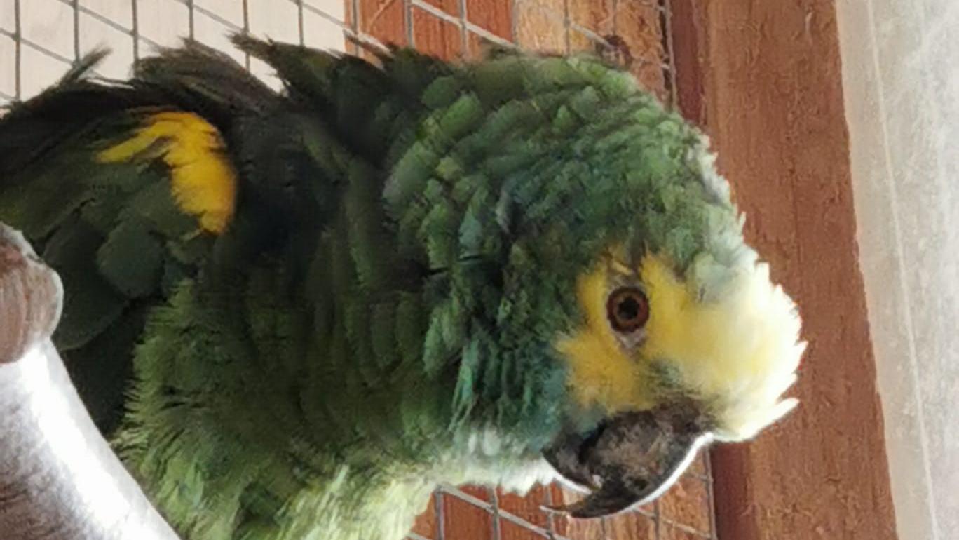 Der Blaustirnamazone Willi ist vergangenen Herbst schwer erkrankt. Der Grund dafür: schädliche "Futtermittel". Der Blaustirnamazone Willi ist vergangenen Herbst schwer erkrankt. Der Grund dafür: schädliche "Futtermittel".