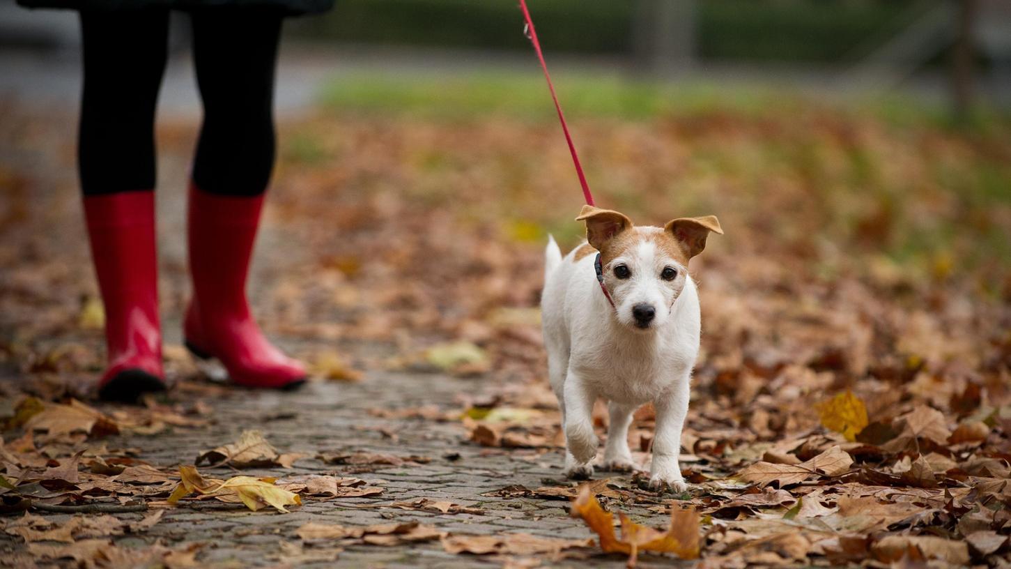 In Erlangen kam es zu einer Auseinandersetzung zwischen einer Hundebesitzerin und einem Mann. (Symbolbild)