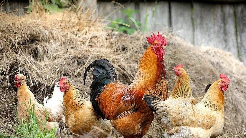 Vogelgrippe Hühner