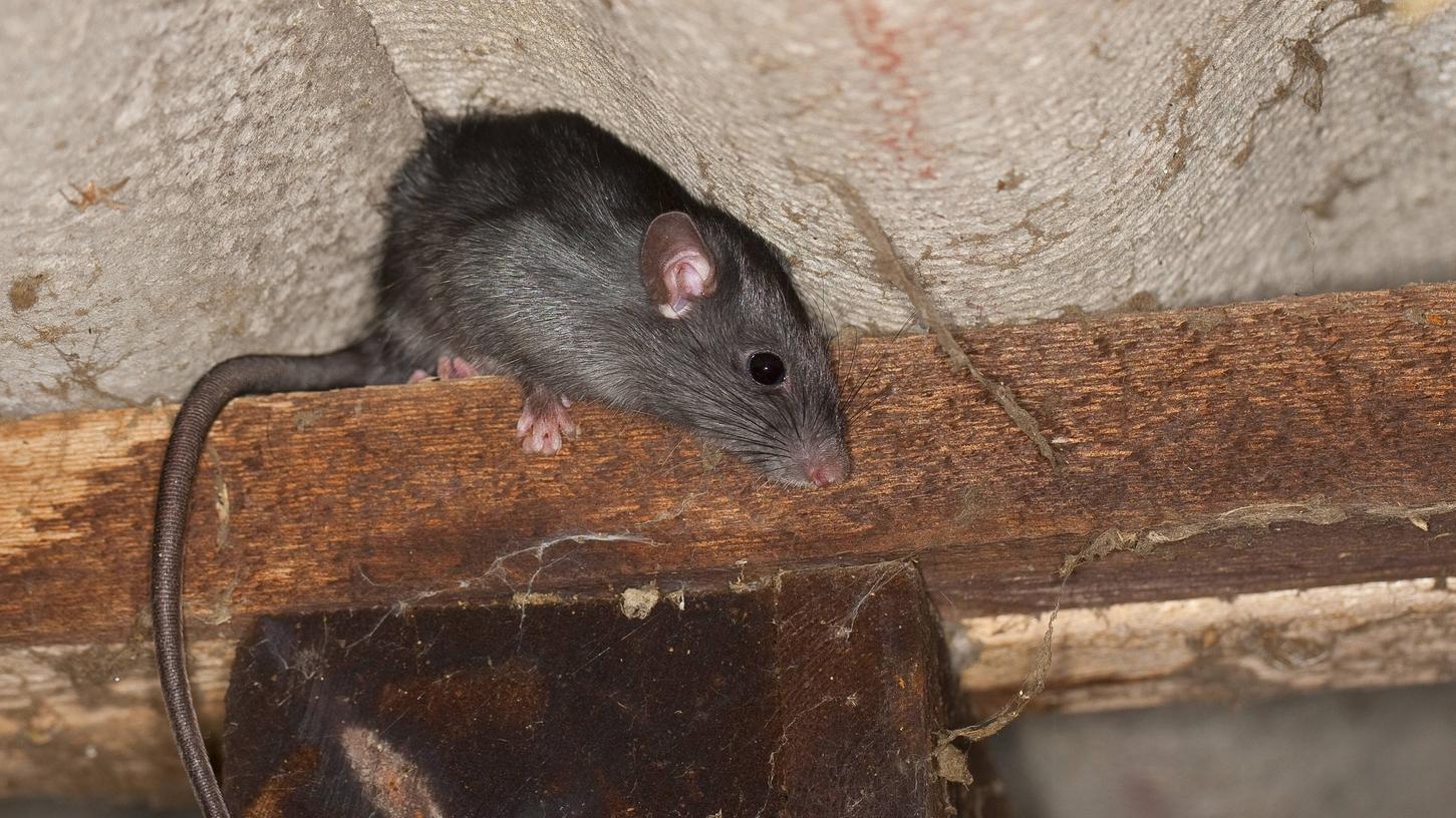 Ratten erkennt man gut an ihrem geschuppten Schwanz.
