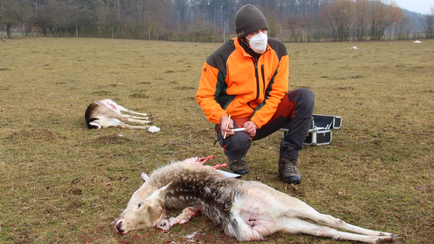 18 tote Tiere waren es: Im März 2021 haben Wölfe bei Illafeld Damwild in einem Gehege gerissen.
