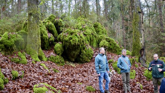 "Urwald" bei Lauterhofen: Der Grafenbucher Forst ist ein wichtiger Naturschatz