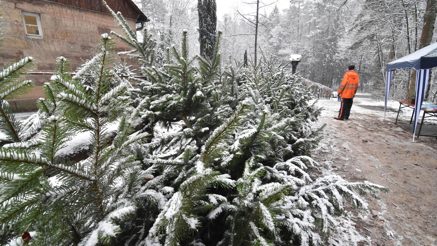 Viele Fürther schwören auf einen Baum aus der Stadtförsterei. Auch heuer werden dort wieder pestizidfreie Tannen und Fichten aus eigener Kultur verkauft.   