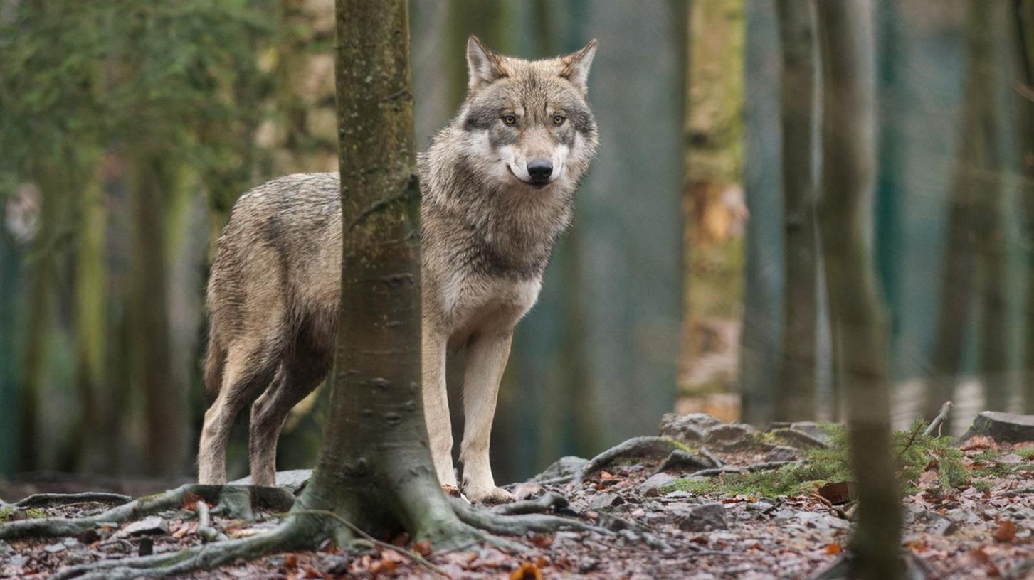 Wolf Problemi Wird der Wolf zum Problem-Wolf? EU-Parlament will, dass der Schutz der ...