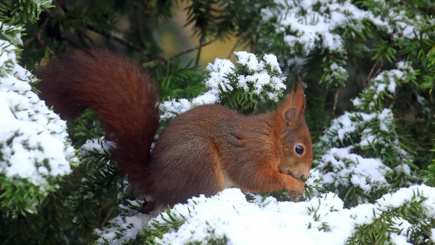 Anders als im Wald finden Eichhörnchen in der Stadt im Winter nur schlecht etwas zu fressen.