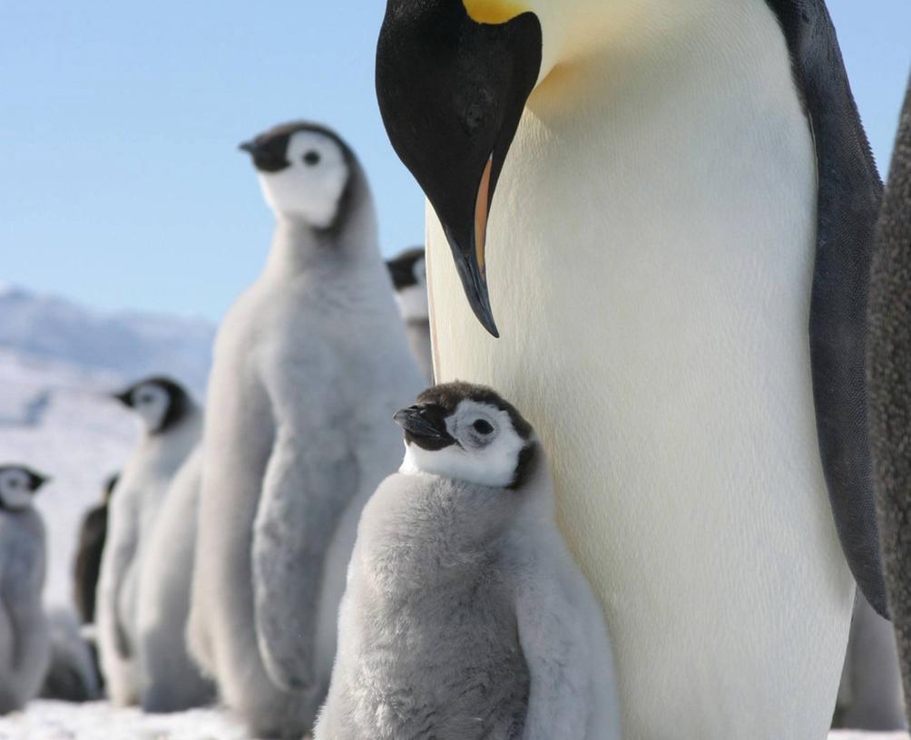 Pinguin-