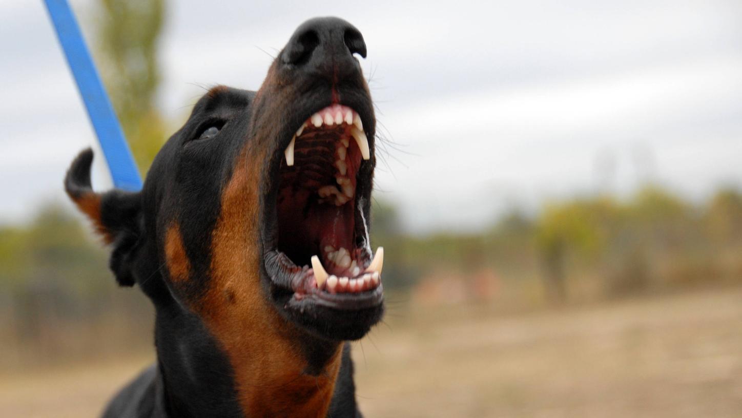 Nachdem ein Hund eine Frau gebissen hatte, eskalierte ein Streit in Selb. 