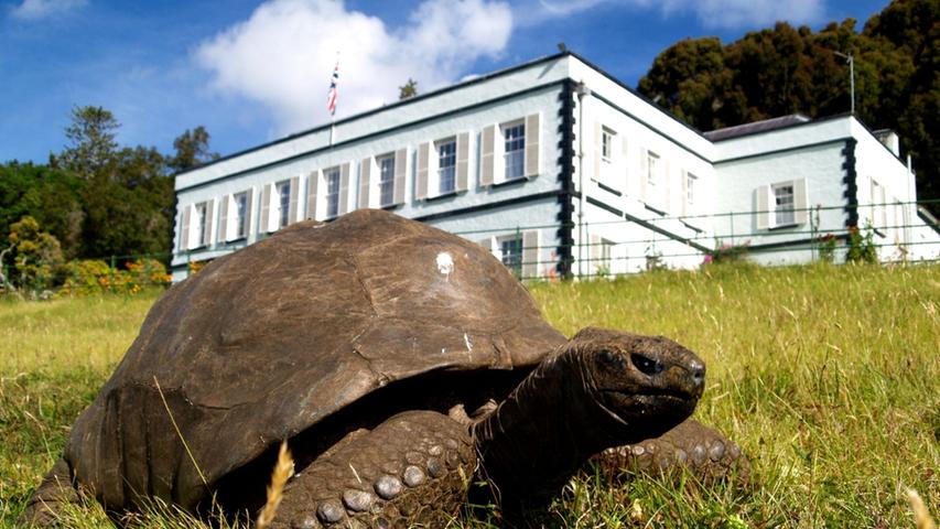Schildkröte Jonathan wird 190 Jahre alt. Auf der Insel St. Helena im Südatlantik feiert er dort als Wahrzeichen seinen Geburtstag. 