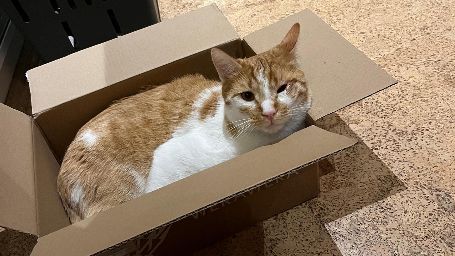 Kater Willi wurde in Frickenfelden mit einem Luftgewehr angeschossen. Kater Willi wurde in Frickenfelden mit einem Luftgewehr angeschossen.