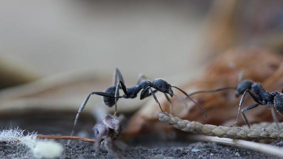 Ameisen vertreiben & bekämpfen: Welche Hausmittel helfen?