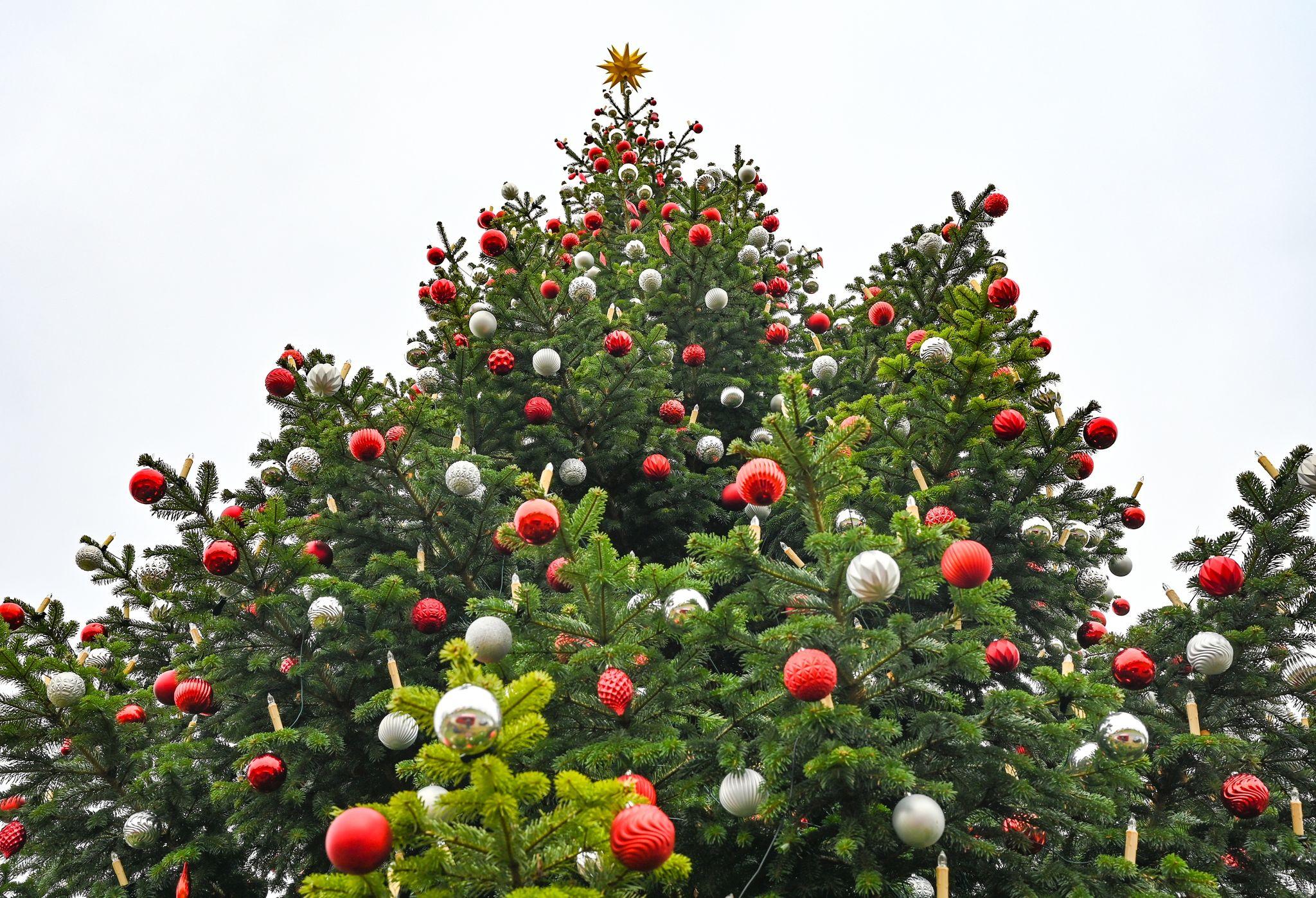 Weihnachtsbaum wird immer mehr zum Adventsbaum | nn.de