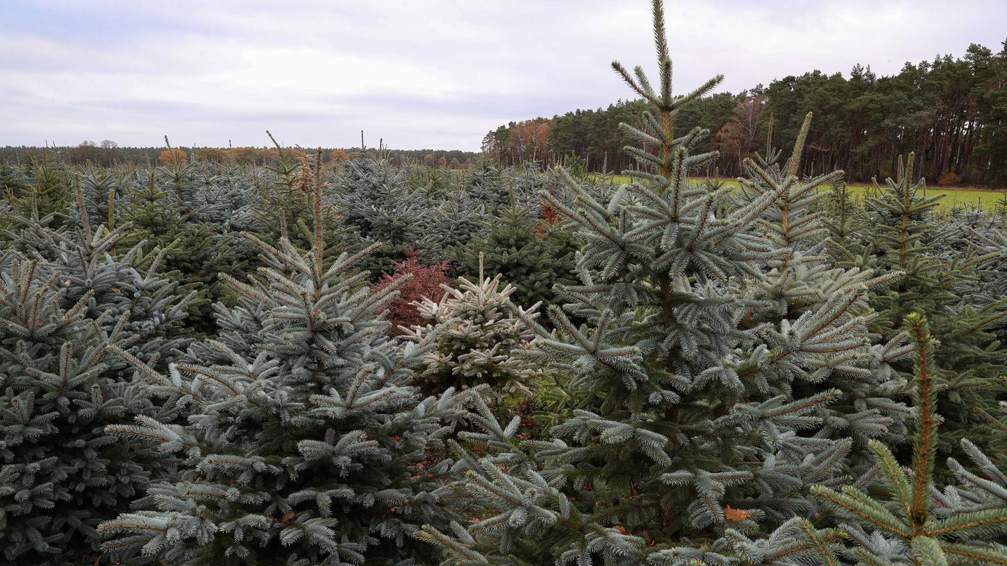 Weihnachtsbaumplantagen sind der richtige Ort für das selbstständige Abholzen von Tannen. 