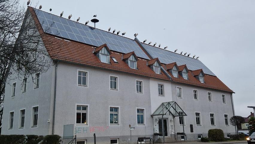 Hier wurde wohl gleich das ganze Dorf mit den sprichwörtlichen Babys beliefert: In Bad Windsheim saßen 25 Störche in Reih und Glied auf einem Dach.
