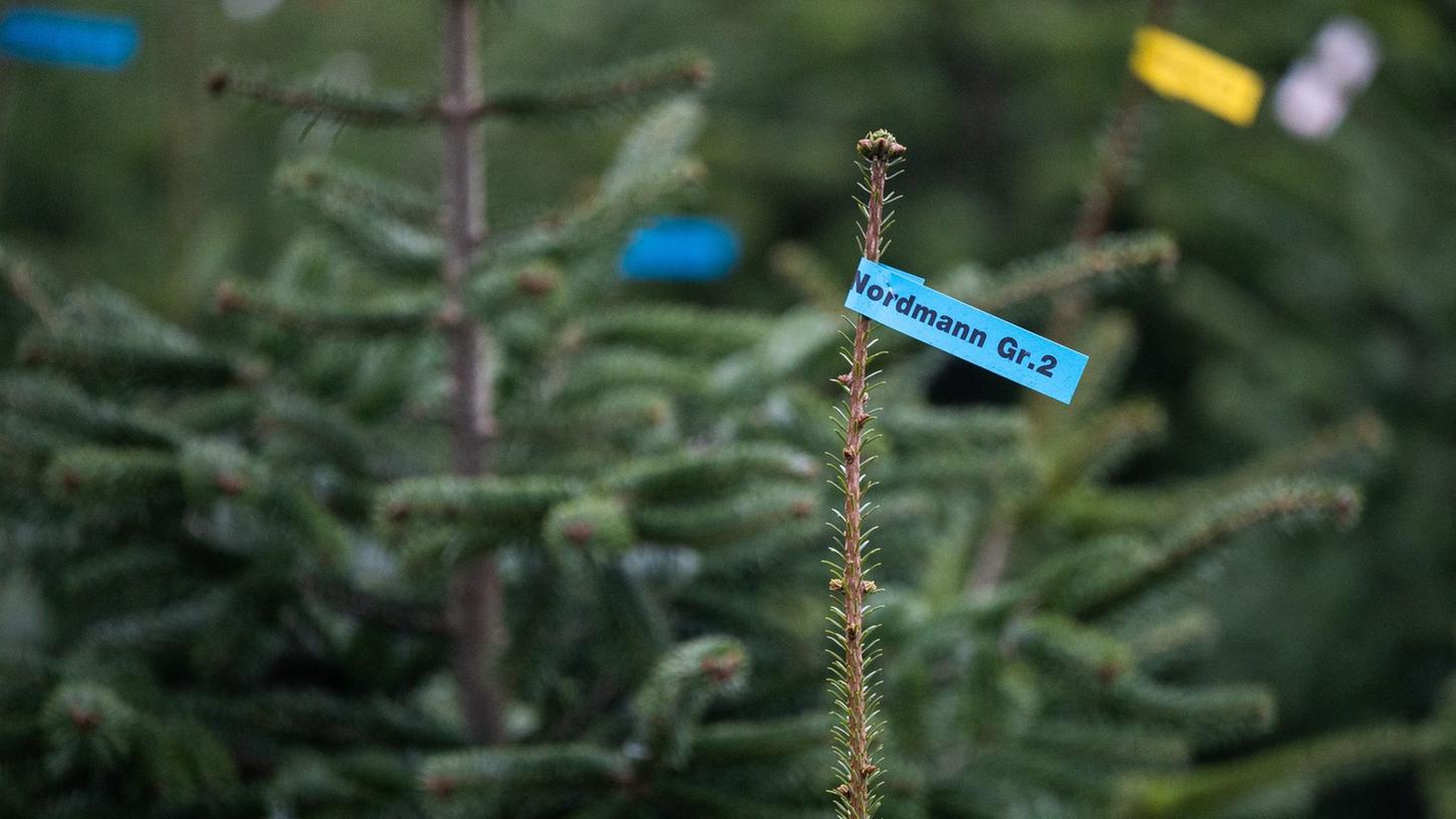 Beliebtester Weihnachtsbaum: Rund 85 Prozent der Käuferinnen und Käufer entscheiden sich für die Nordmanntanne.