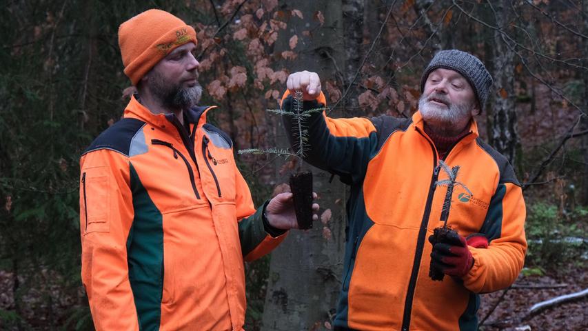 Ulrich Schroeder-Caldas und Hans-Joachim Ulrich vom Forstbetrieb Nürnberg zeigen wie man erkennt, wie alt ein junger Tannenbaum ist. Dieses Exemplar ist vier Jahre alt.

