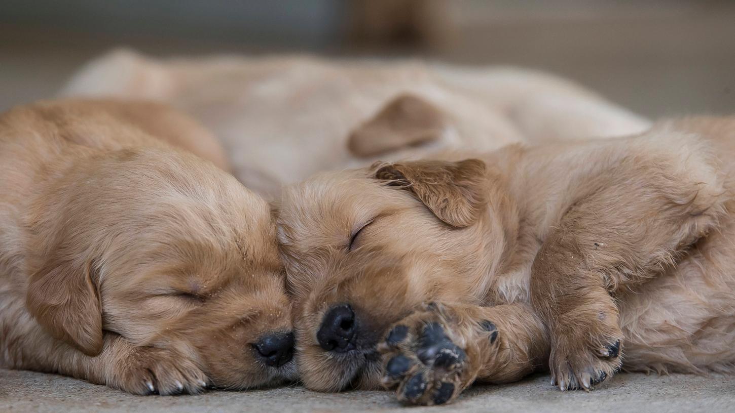 Golden Retriever eignen sich als Hunderasse für Berufstätige, denn sie können immer mit ins Büro genommen werden.