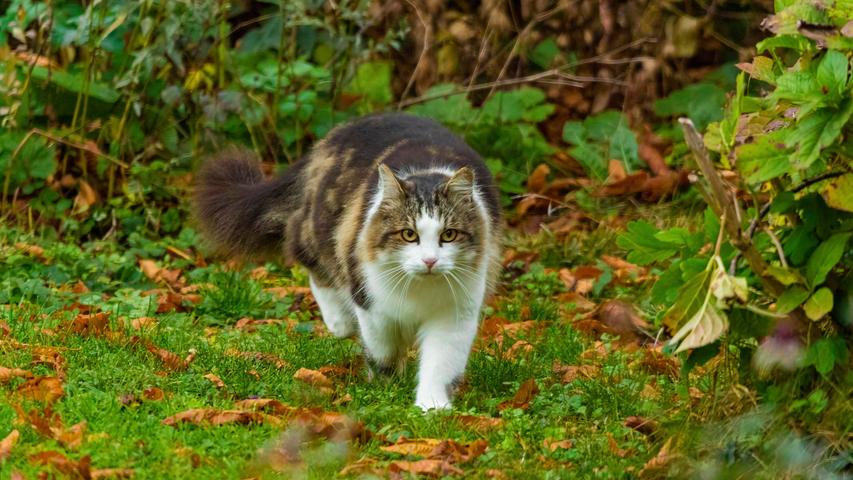 Katzen tierfreundlich aus dem Garten vertreiben: So klappt's