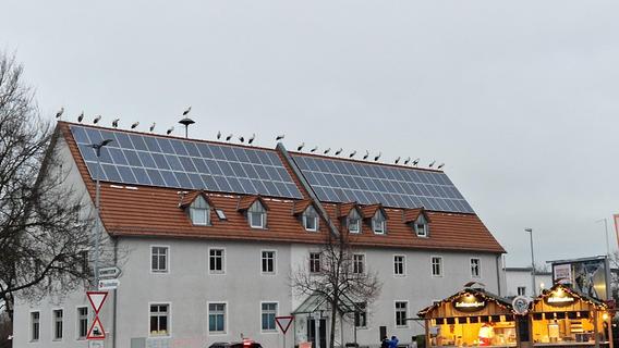 60 Störche auf den Altstadt-Dächern: Die Gründe für das beeindruckende Schauspiel in Bad Windsheim
