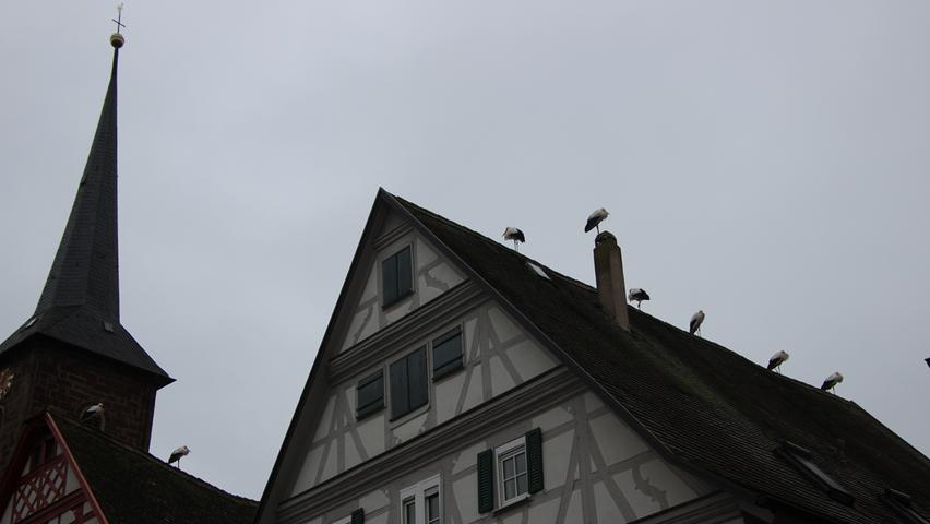 Auf den Dächern der Bad Windsheimer Altstadt waren am Samstag und Sonntag zahlreiche Störche zu beobachten. Warum es zu diesem Schauspiel kam, lesen Sie hier. 