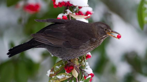 Expertin aus unserer Region erklärt: Sollten wir Vögel im Winter wirklich füttern?