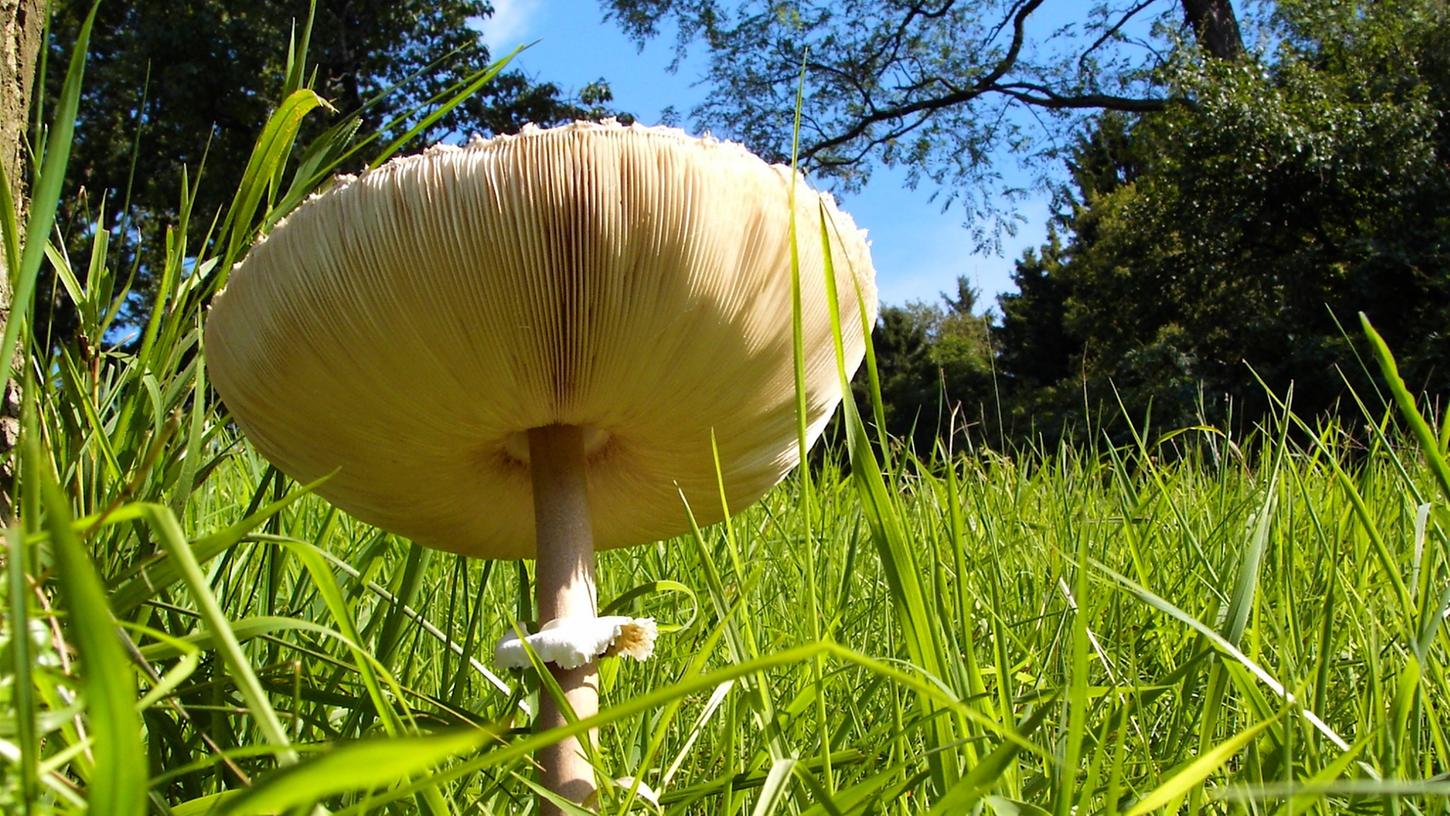 Gesucht - gefunden: Die schönsten Pilze