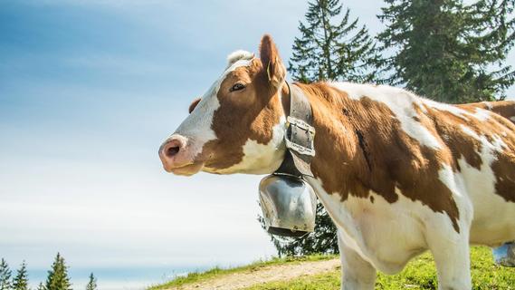 Klimakiller Kuh? Erwin Auernhammer wettert in Wachstein gegen "Milchmädchenrechnung"