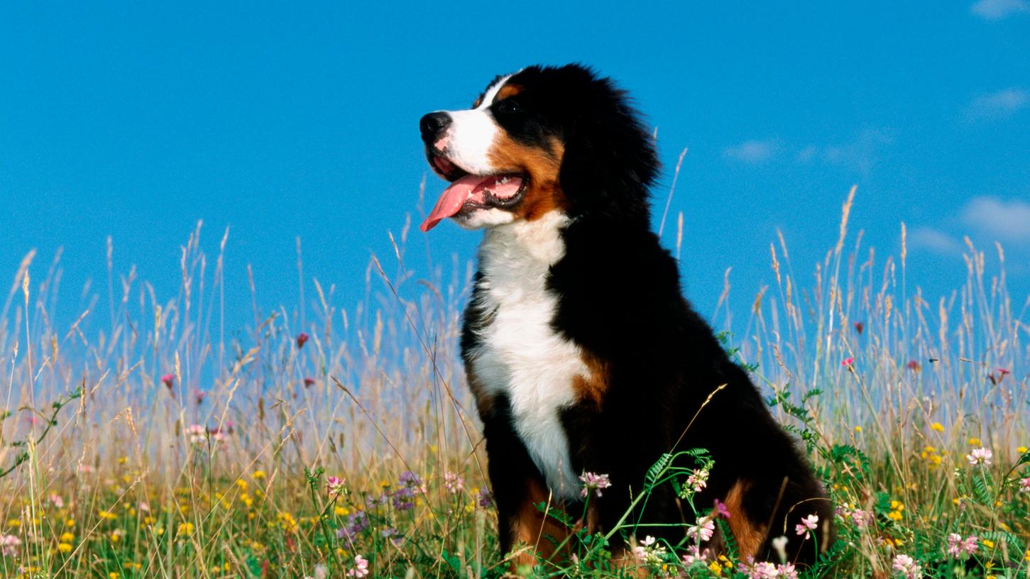 Eine Berner Sennenmischlingshündin wurde in der Oberpfalz von einem unbekannten Täter erschossen. (Symbolfoto) Eine Berner Sennenmischlingshündin wurde in der Oberpfalz von einem unbekannten Täter erschossen. (Symbolfoto)
