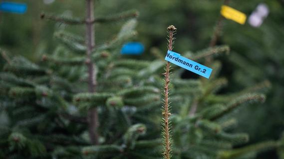 Dreister Diebstahl in Franken: Unbekannte rauben Weihnachtsbaum-Verkauf komplett aus