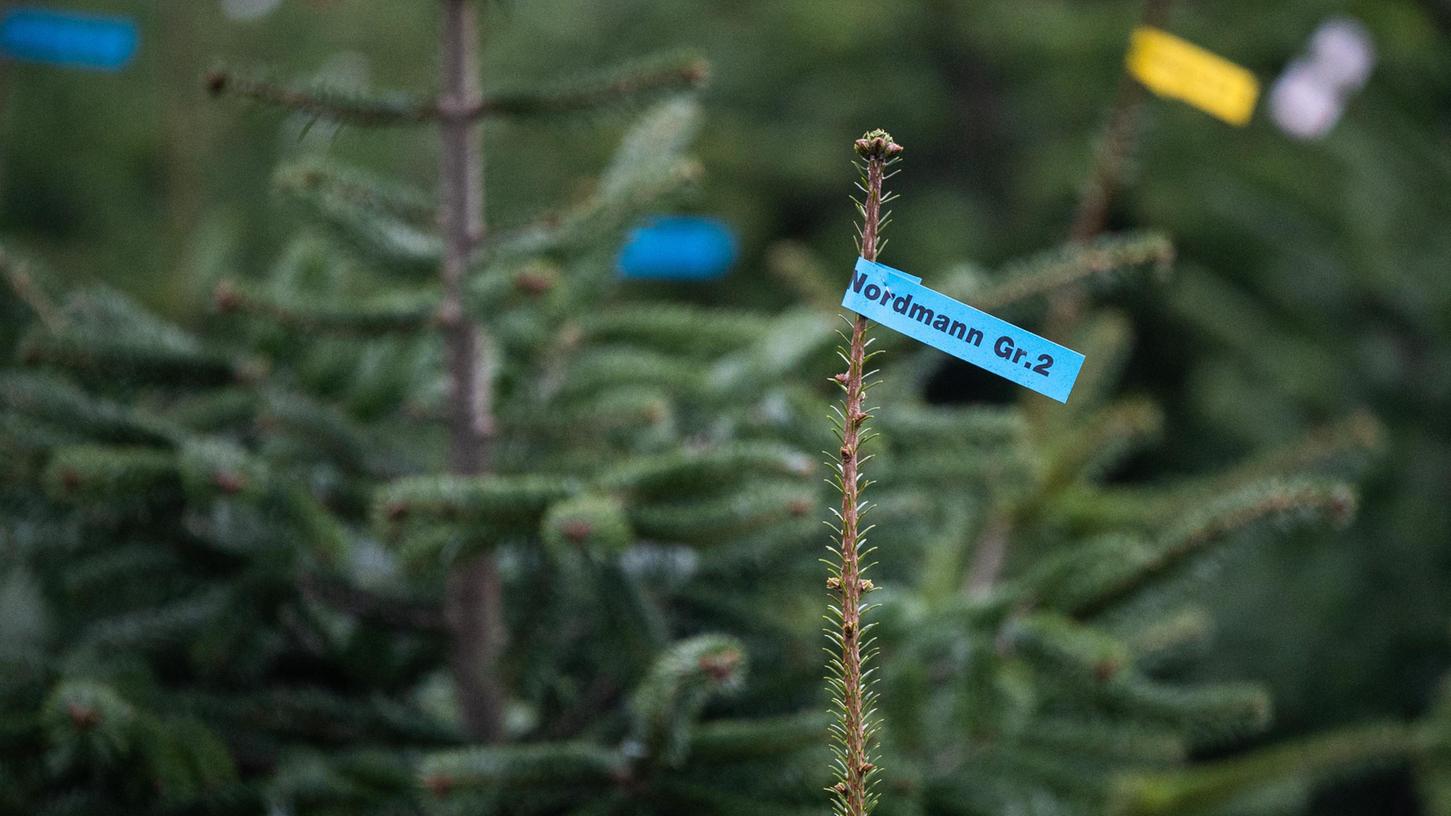 Im Landkreis Ansbach haben bislang Unbekannte einen kompletten Weihnachtsbaum-Verkauf ausgeraubt - inklusive Schaufeln und Baumständern. (Symbolbild)