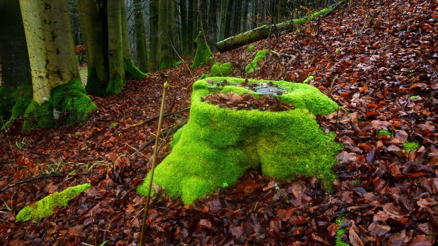 Ein bisschen was geht immer: Der vermeintlich tote Baumstumpf strahlt in sattem Moosgrün. Mehr Leserfotos und Leserbriefe finden Sie hier.