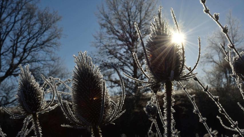 Sonne und Frost zaubern wunderschöne Motive. Mehr Leserfotos und Leserbriefe finden Sie hier.