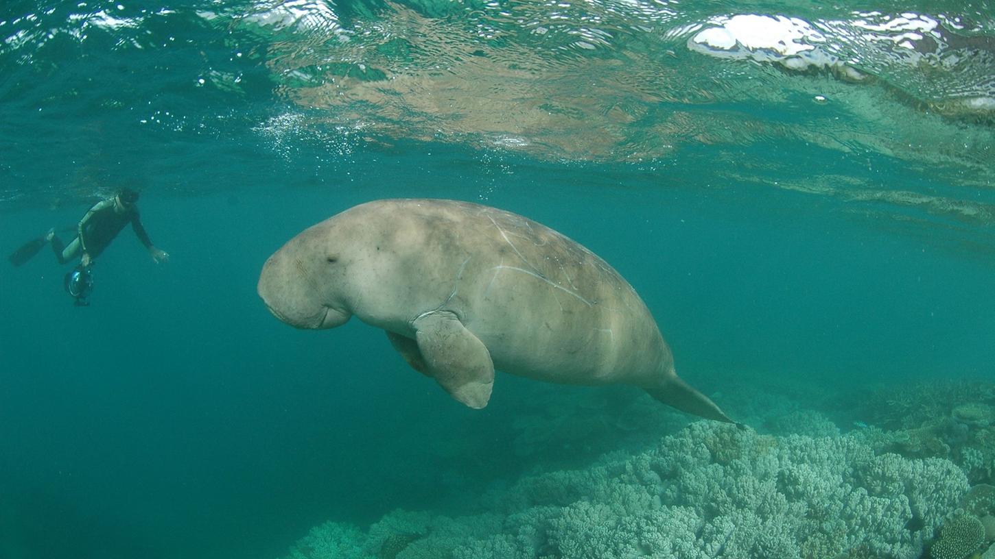 DugongKühe teils vom Aussterben bedroht