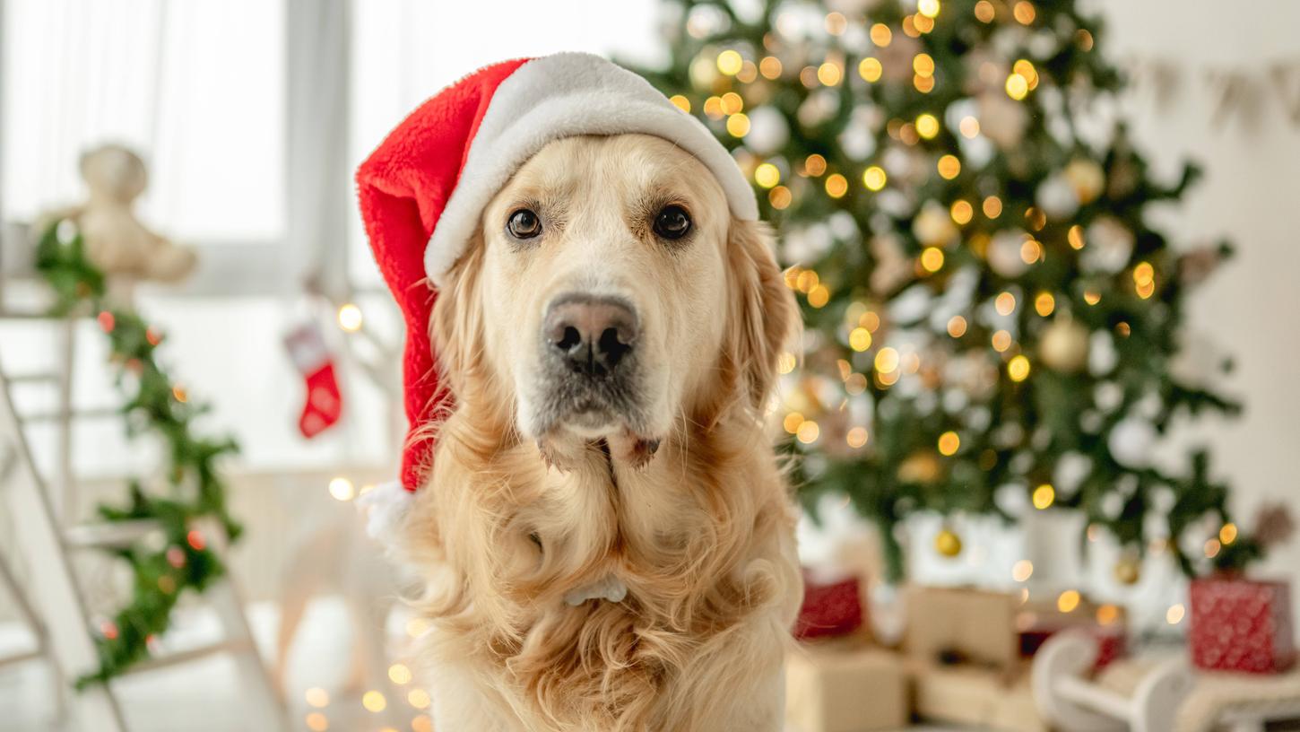 Ein Hund als Weihnachtsgeschenk ist für viele ein Traum - häufig zum Leid der Vierbeiner.  