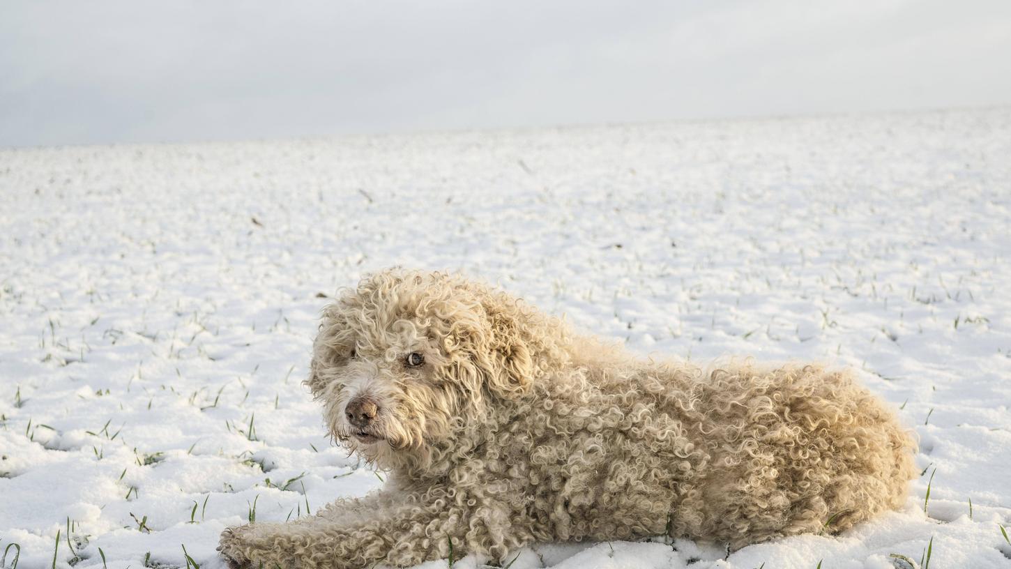 Zumindest optisch hat er nicht viel mit Frankensteins Monster gemeinsam: Ein Labradoodle macht es sich im Schnee bequem. Zumindest optisch hat er nicht viel mit Frankensteins Monster gemeinsam: Ein Labradoodle macht es sich im Schnee bequem.